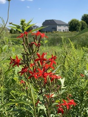 Silene regia