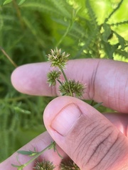 Cyperus lupulinus