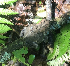 Anaxyrus americanus