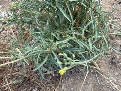 Diplotaxis tenuifolia