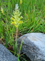 Lachenalia lutea