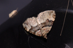Xanthorhoe lacustrata