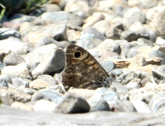 Lasiommata