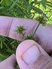 Cyperus lupulinus