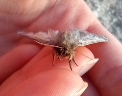 Thaumetopoea pityocampa