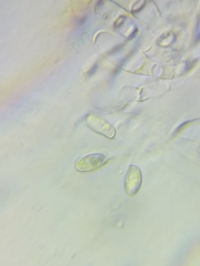 Boletus miniato-olivaceus