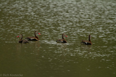 Dendrocygna autumnalis