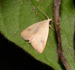 Rivula propinqualis