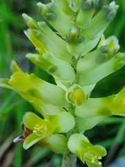 Lachenalia lutea
