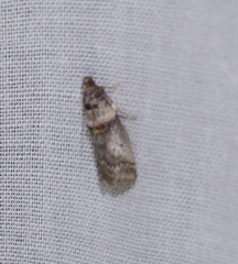 Acrobasis caryae