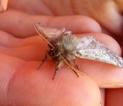 Thaumetopoea pityocampa