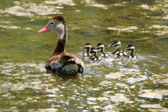Dendrocygna autumnalis