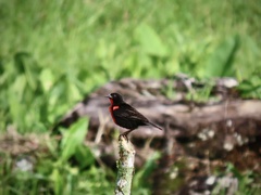 Leistes militaris