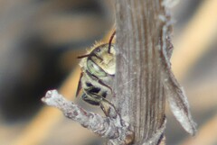 Megachilidae