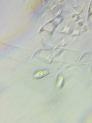 Boletus miniato-olivaceus