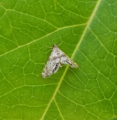 Petrophila fulicalis
