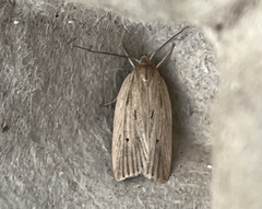 Psilocorsis reflexella