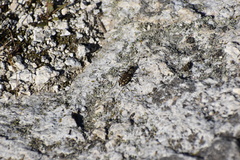 Cicindela haemorrhagica