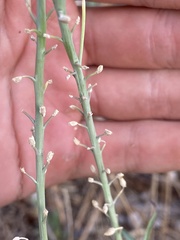 Diplotaxis tenuifolia