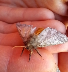 Thaumetopoea pityocampa