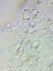 Boletus miniato-olivaceus