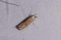 Parapediasia teterrellus