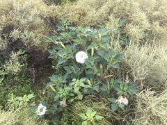 Datura