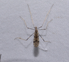 Erioptera graphica