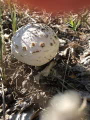 Calvatia booniana