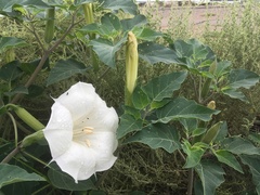 Datura