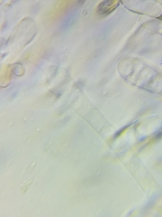 Boletus miniato-olivaceus