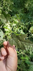 Vitis palmata