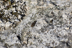 Cicindela haemorrhagica