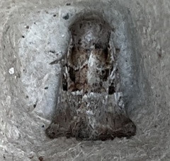 Meropleon diversicolor