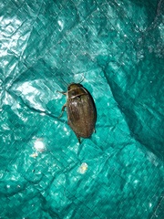 Dytiscus marginalis