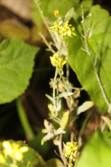 Erysiphe cruciferarum