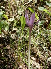 Colchicum