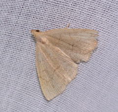 Zanclognatha pedipilalis