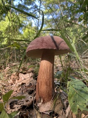 Tylopilus rubrobrunneus
