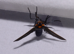 Cisseps fulvicollis