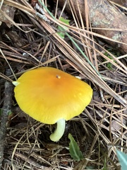Amanita flavoconia