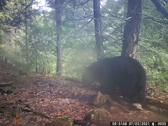 Ursus americanus machetes