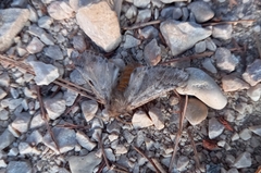 Thaumetopoea pityocampa