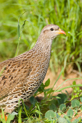 Pternistis natalensis