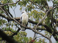 Pseudastur albicollis