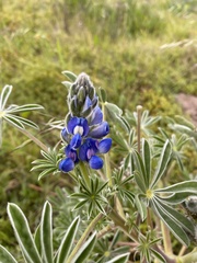 Lupinus cosentinii