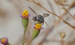 Coelioxys