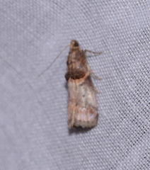 Acrobasis angusella