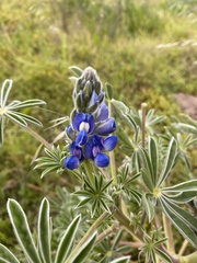 Lupinus cosentinii