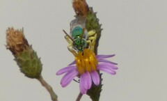 Agapostemon texanus